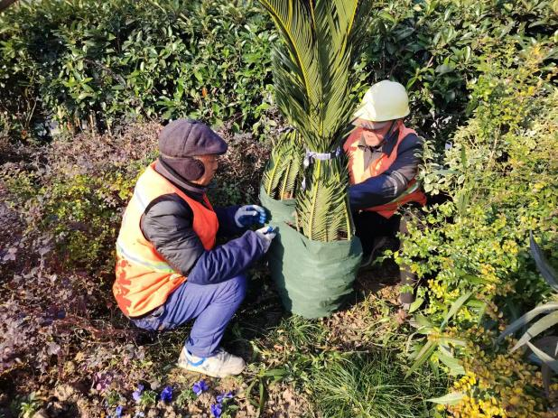冬護蓄生機 靜待花開時